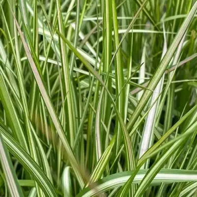 Вейник АВАЛАНШ остроцветковый в Пинске