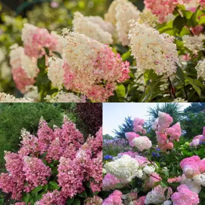 Комплект ЯГОДНОЕ МОРОЖЕНОЕ в Пинске