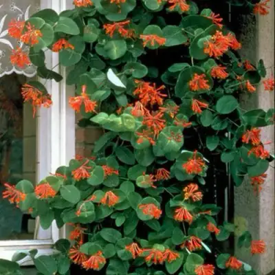 Жимолость ДРОМПОР СКАРЛЕТТ брауна в Пинске