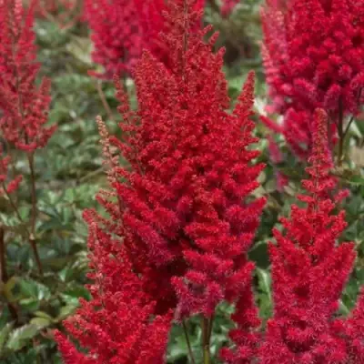 Астильба СКАЙСКРЕЙПЕР китайская в Пинске