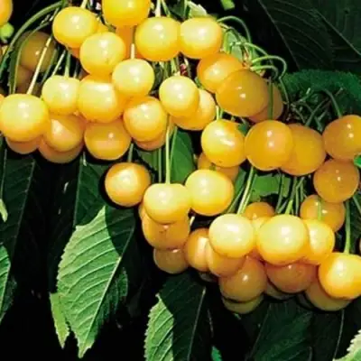 Черешня ДРОГАНА ЖЁЛТАЯ в Пинске