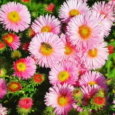 Астра РУДЕЛЬСБУРГ новоанглийская в Пинске