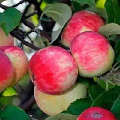 Яблоня СЕРЕБРЯНОЕ КОПЫТЦЕ в Пинске