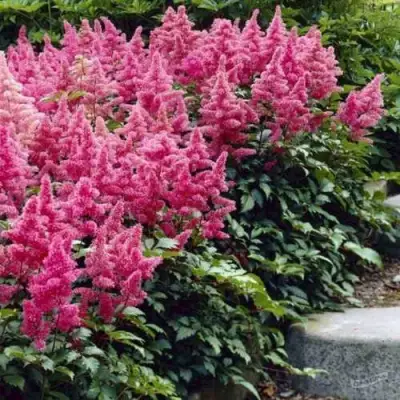 Астильба БОНН японская в Пинске