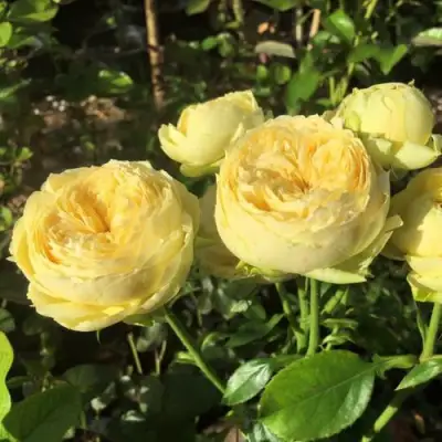 Роза КАТАЛИНА спрей в Пинске