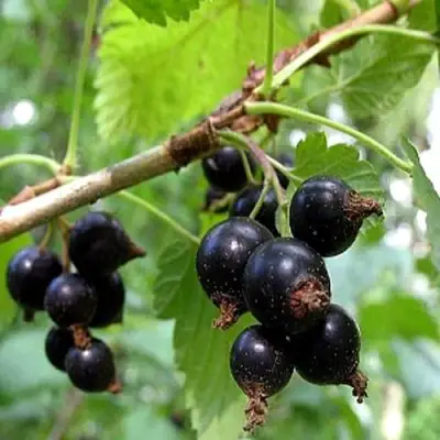 Смородина чёрная БИНАР в Пинске