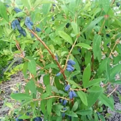 Жимолость съедобная АМФОРА в Пинске