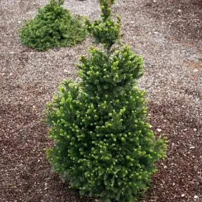 Ель ВИЛС ЦВЕРГ обыкновенная в Пинске