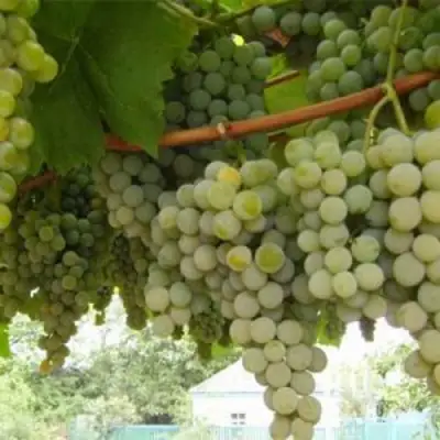 Виноград АНАНАСНЫЙ РАННИЙ в Пинске