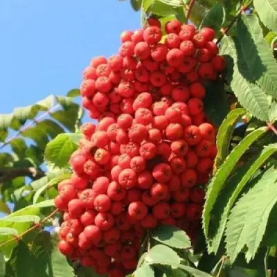 Рябина НЕВЕЖИНСКАЯ сладкоплодная в Пинске