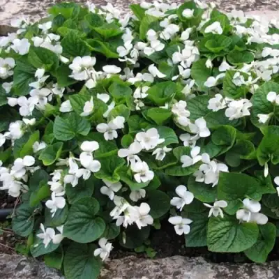 Фиалка АЛЬБИФЛОРА сестринская в Пинске