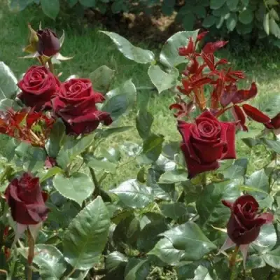 Роза БЛЭК БАККАРА чайно-гибридная в Пинске