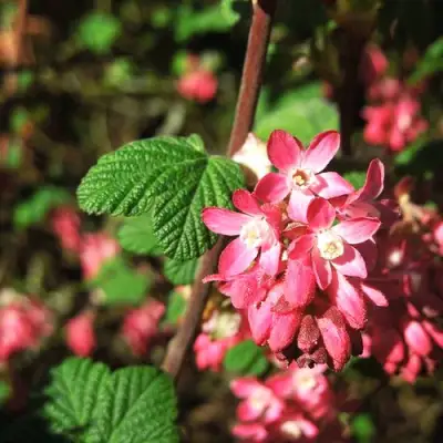 Смородина кроваво-красная ПУЛБОРО СКАРЛЕТ  в Пинске