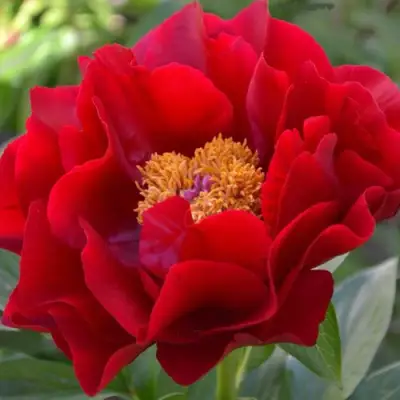 Пион МАКИНАК ГРАНД травянистый в Пинске