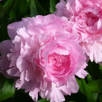 Пион ЛЕТЯЩИЙ ЖУРАВЛЬ травянистый в Пинске