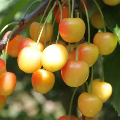 Черешня ЯНТАРНАЯ в Пинске