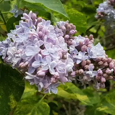 Сирень АУКУБАФОЛИЯ в Пинске