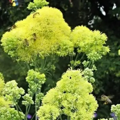 Василистник ГЛАУКУМ желтый в Пинске
