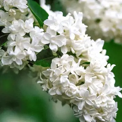 Сирень МАДАМ ЛЕМУАН в Пинске