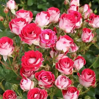 Роза ШОНЕ КОБЛЕНЦЕРИН флорибунда в Пинске