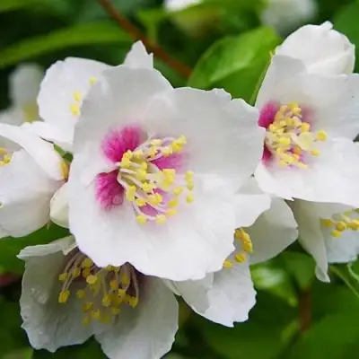 Жасмин БЕЛЬ ЭТУАЛЬ в Пинске