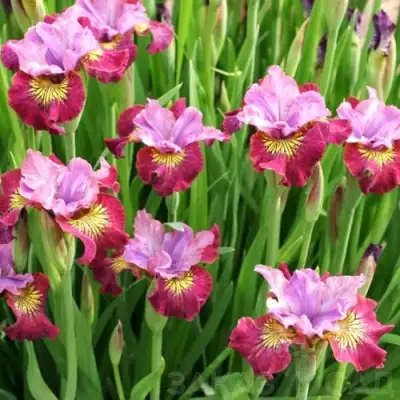 Ирис МИСС ЭППЛ сибирский в Пинске