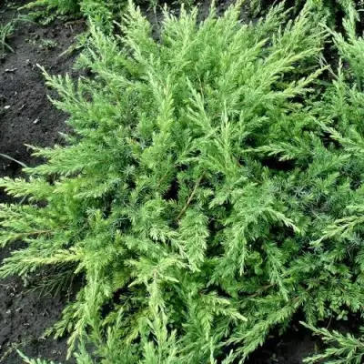 Можжевельник ШЛЯГЕР прибрежный в Пинске