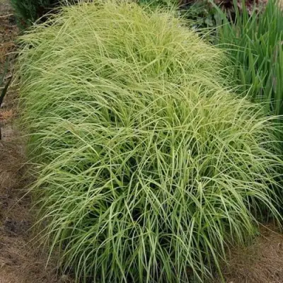 Осока ВАРИЕГАТА пальмолистная в Пинске