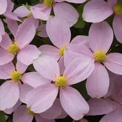 Клематис ГОРНЫЙ в Пинске