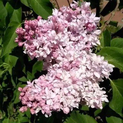 Сирень МИЛОСЕРДИЕ в Пинске