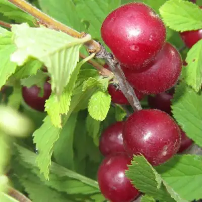 Вишня персиковая АФЛОЦЕРАЗУС в Пинске