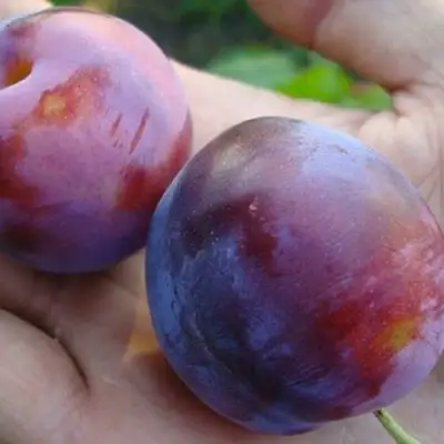 Слива РЕНКЛОД в Пинске