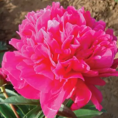 Пион РУБИНОВЫЙ СВЕТ травянистый в Пинске