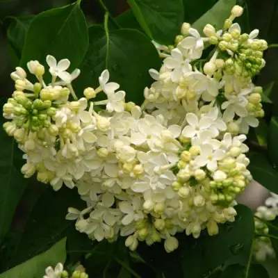 Сирень ПРИМРОУЗ в Пинске