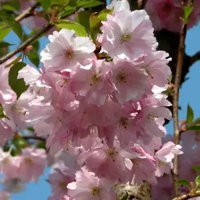 Вишня АККОЛЕЙД цветущая в Пинске