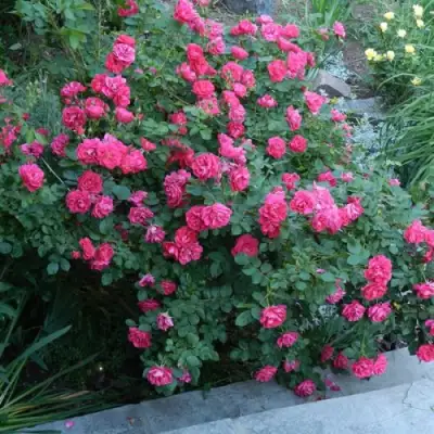 Роза ДЖОРДЖ ВАНКУВЕР флорибунда в Пинске