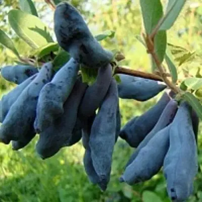 Жимолость съедобная ГОРДОСТЬ БАКЧАРА в Пинске