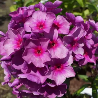 саженцы флокса