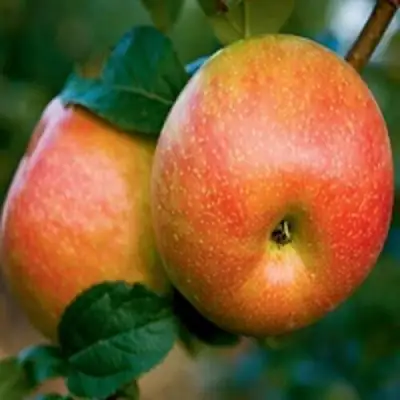 Яблоня ПЕРСИКОВАЯ в Пинске