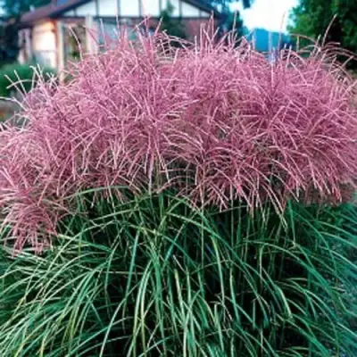 Мискантус МАЛЕПАРТУС китайский  в Пинске