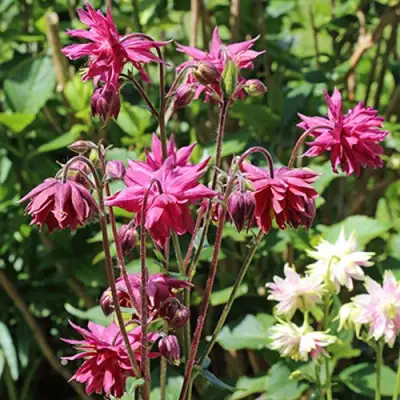 Аквилегия БАРЛОУ БОРДО обыкновенная в Пинске