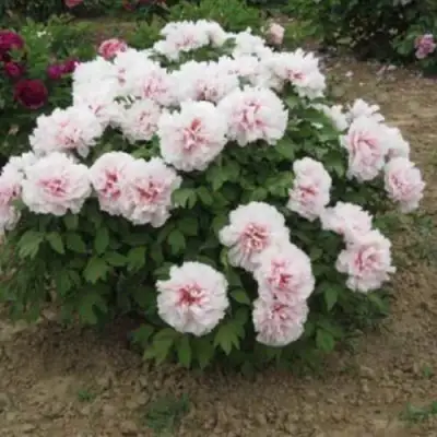 Пион ПЕРСИК ПОД СНЕГОМ древовидный в Пинске