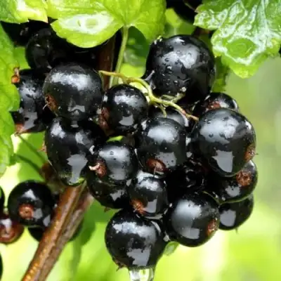 Смородина чёрная БЕЛОРУССКАЯ СЛАДКАЯ в Пинске
