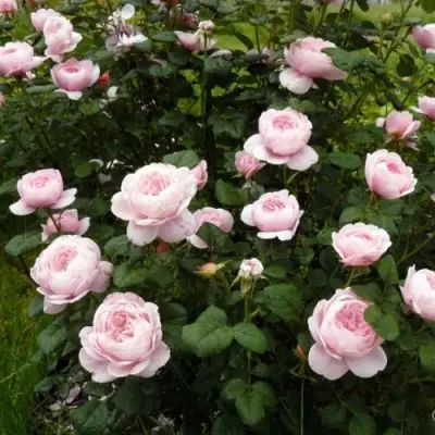 Роза КУИН ОФ СУИДЕН (КОРОЛЕВА ШВЕЦИИ) английская в Пинске