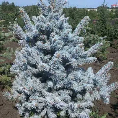 Ель МИСТИ БЛЮ голубая в Пинске