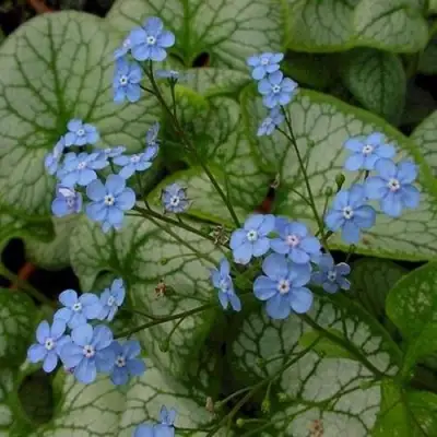 Бруннера ДЖЭК ФРОСТ в Пинске