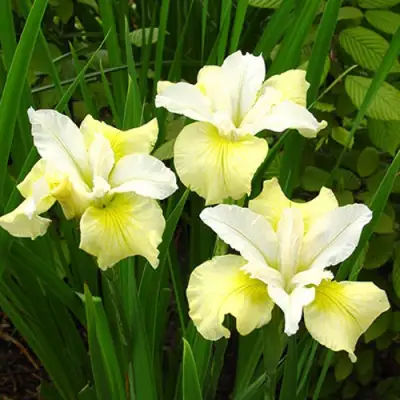 Ирис ЙЕЛЛОУ ТЕЙЛ сибирский в Пинске