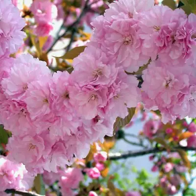 Сакура ОШИДАРЕ в Пинске