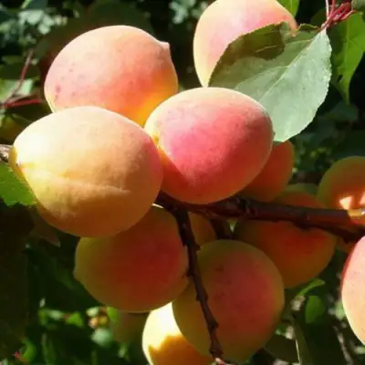 Абрикос СЮРПРИЗ в Пинске