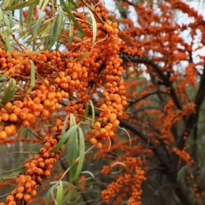 Облепиха СЕРАФИМА в Пинске